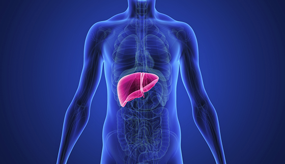 Liver Transplant