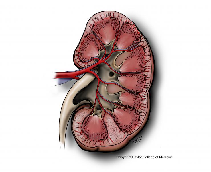 Nephrectomy