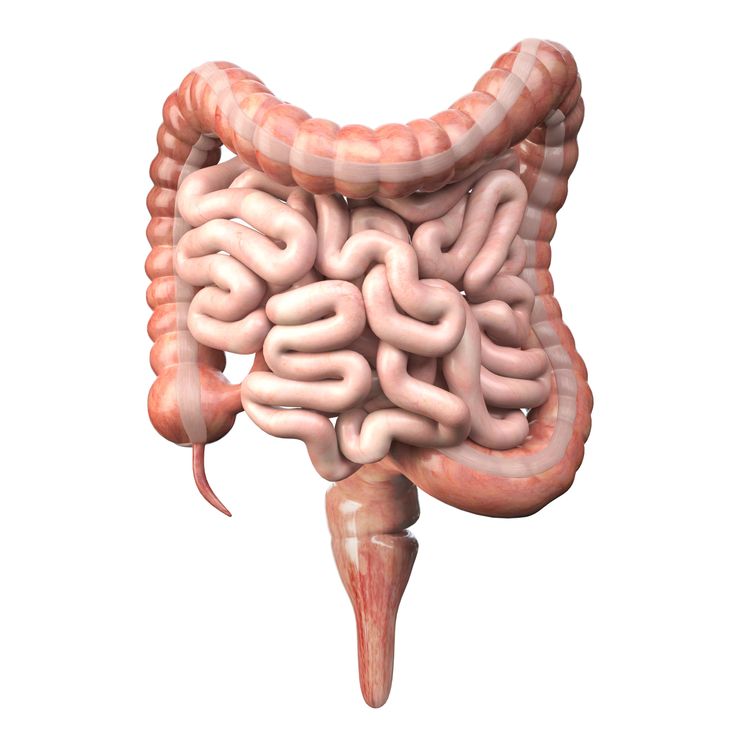 Small Intestine Resection