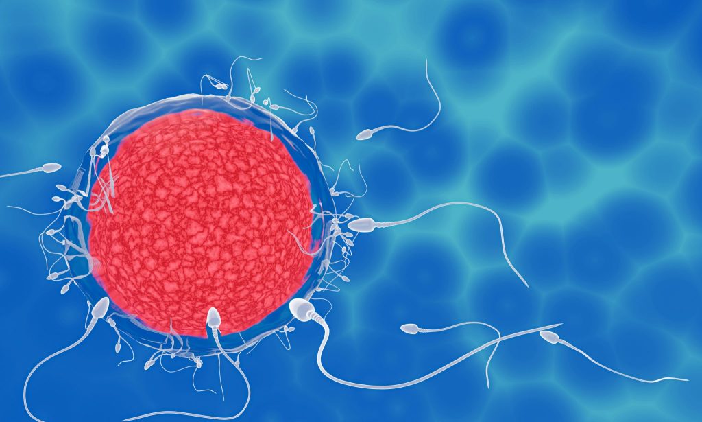 أطفال الأنابيب (IVF)​