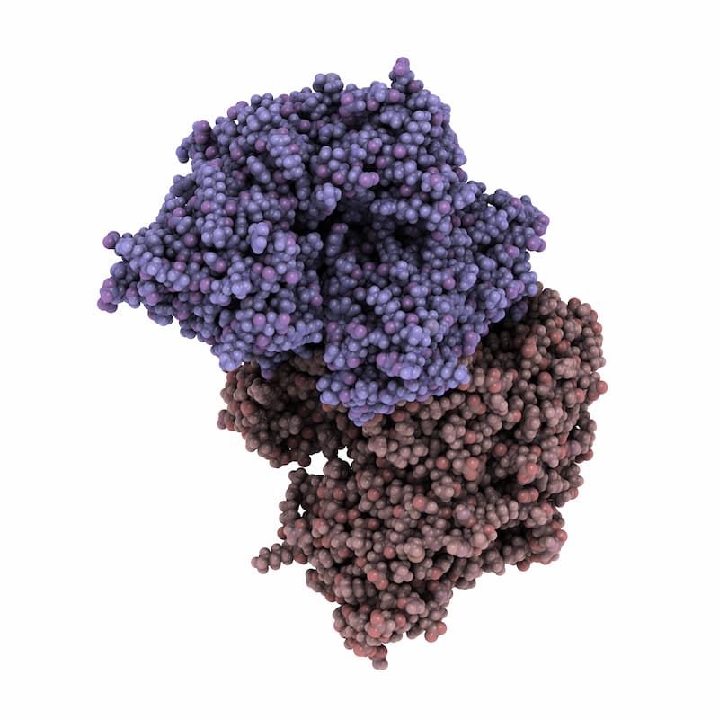 Prostate-specific membrane antigen (PSMA, Glutamate carboxypeptidase II) molecule