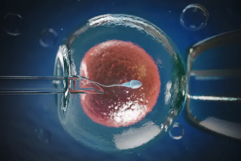 Blastocyst Embryo Transfer