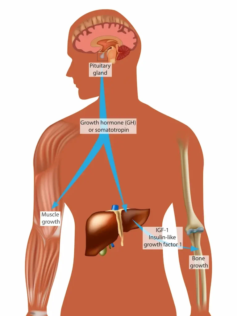 Endocrine Control of Growth