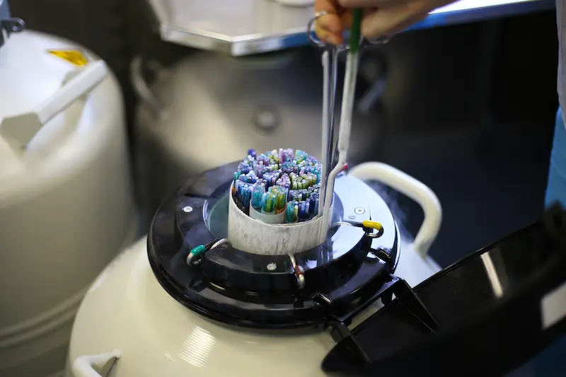 Frozen Embryo Transfer