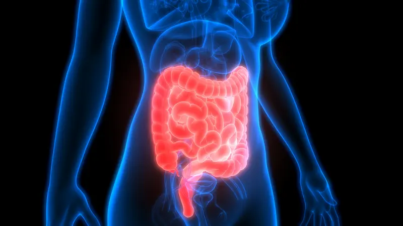 Human Digestive System 