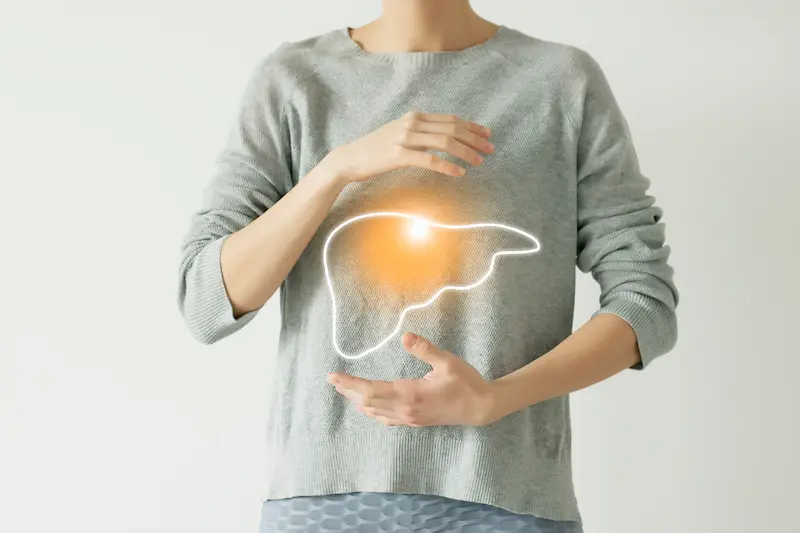 Vector visualisation of liver