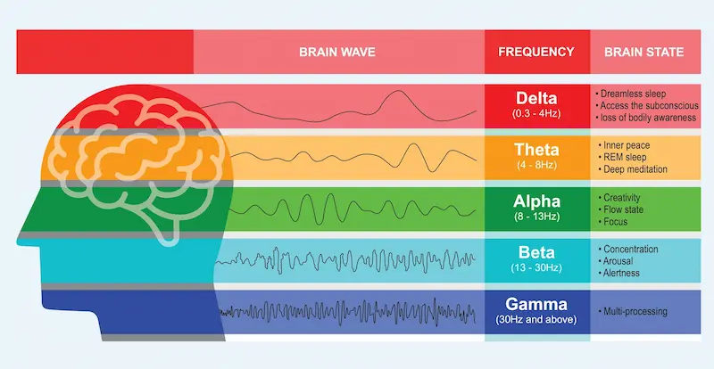 Different kinds of waveforms produced by brain activity