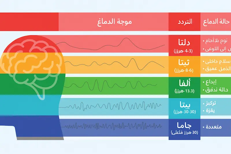أنواع مختلفة من أشكال الموجات التي ينتجها نشاط الدماغ