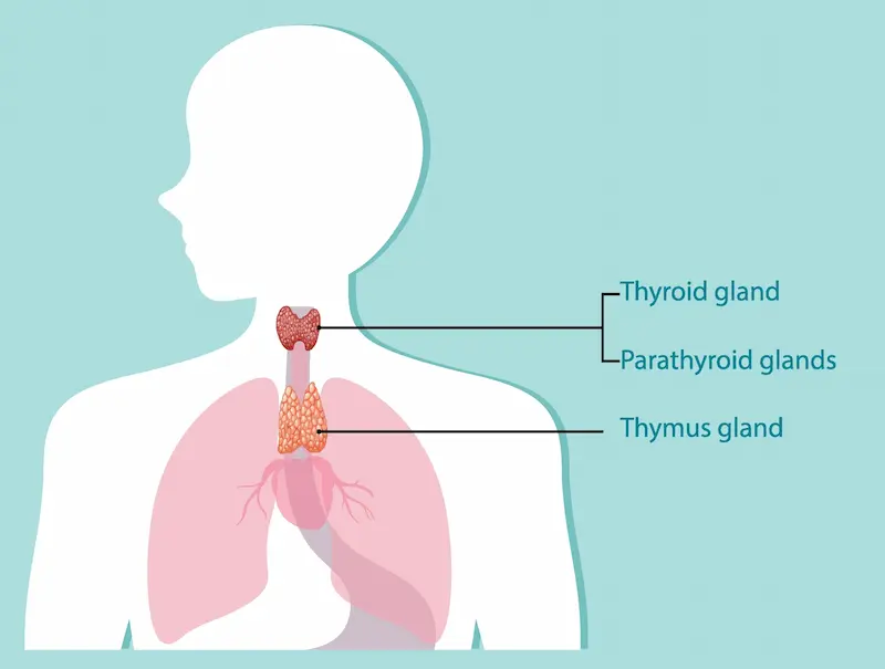Thymus Gland
