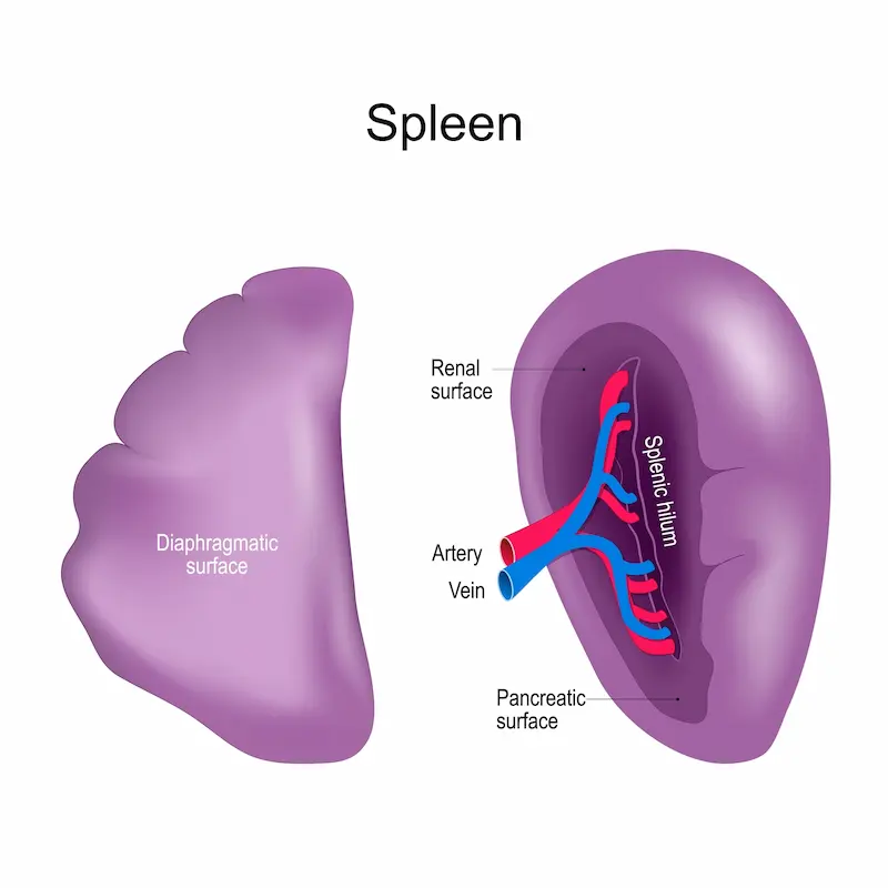 Visceral and Diaphragmatic surfaces of the spleen