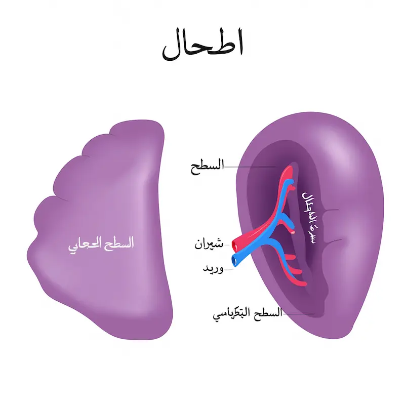 الأسطح الحشوية والحجابية للطحال