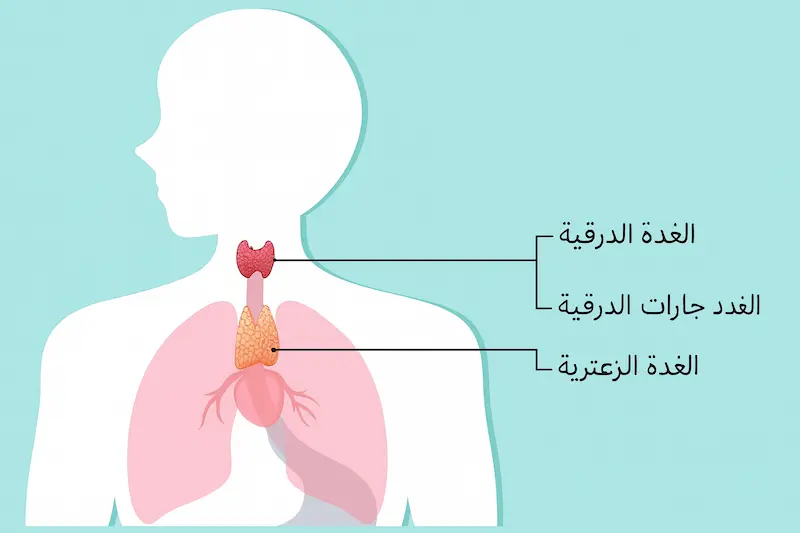الغدة الزعترية